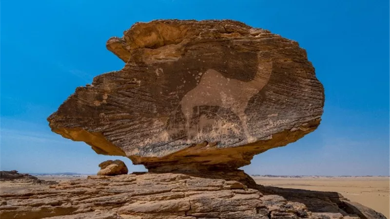 المملكة تُسجّل 