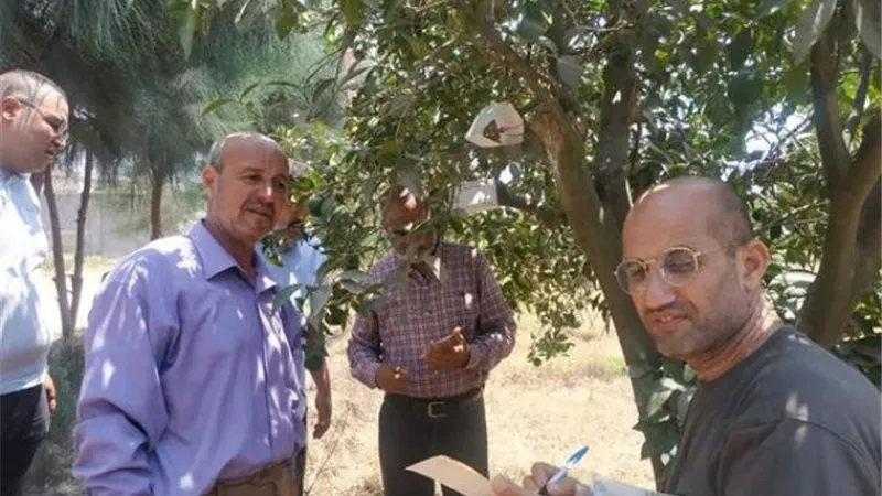 زراعة الإسماعيلية تكثف المرور علي مصايد مكافحة ذبابتي الفاكهة والخوخ ..صور