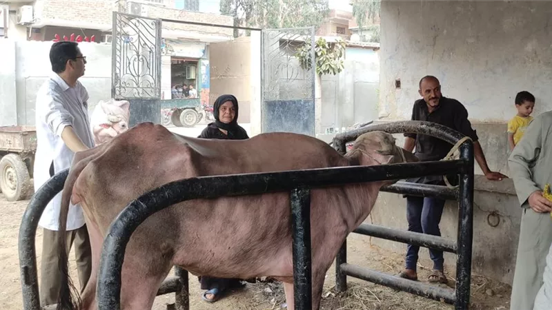 الزراعة: معهد التناسليات الحيوانية ينظم قافلة بيطرية مجانية بالقليوبية