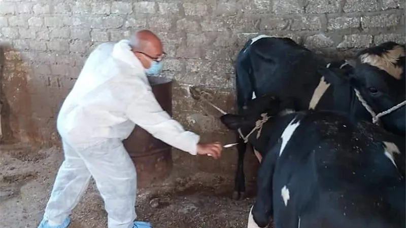 بيطرى البحرالأحمر استمرار التحصين ضد مرض الحمي القلاعية والوادى المتصدع بالغردقة .. صور