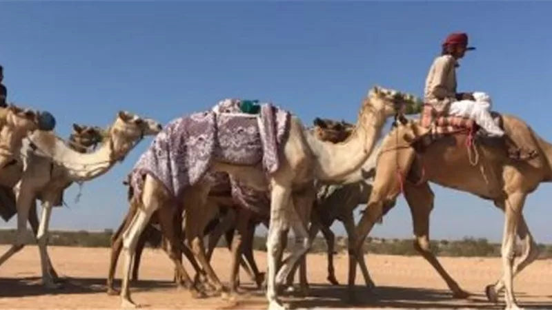 غدا الجمعة تنطلق فعاليات سباق الهجن الثاني بمضمار العلمين
