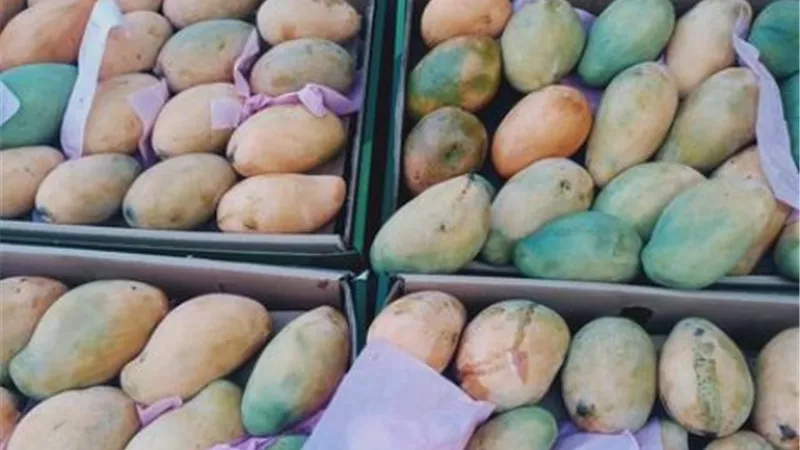 نشرة أسعار المانجو في أسواق الإسماعيلية ..صور