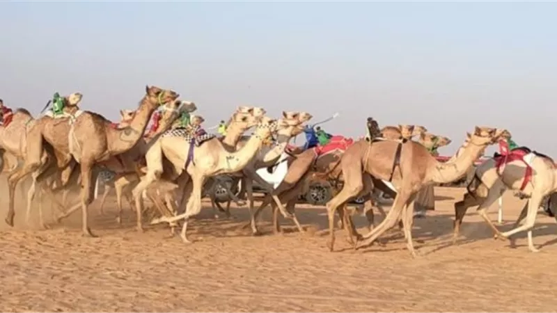 نتائج اليوم الأول لمهرجان الهجن الثاني بالعلمين..صور