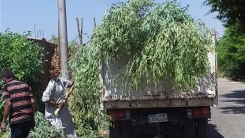 رفع ٤٠٠ م٣ ناتج حملة تقليم أشجار فى بأرمنت جنوب غرب الأقصر