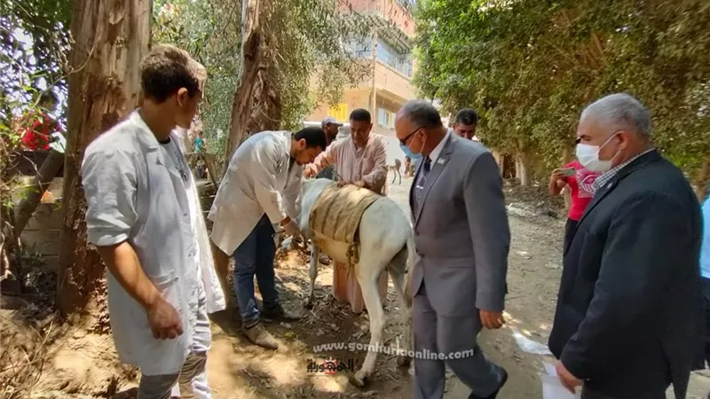 جامعة السادات تنفذ قافلة بيطرية وزراعية بقرية دنشواى ضمن المبادرة الرئاسية «حياة كريمة»