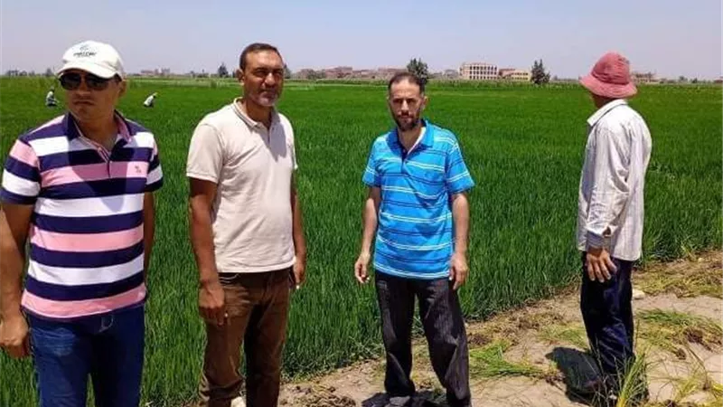 استمرار زراعة الشرقية في تنفيذ المدارس الحقلية للنهوض بمحصول الأرز