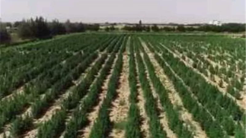 ضبط 5 أفدنة منزرعة شجيرات بانجو وسط محصول ذرة بالصالحية الجديدة