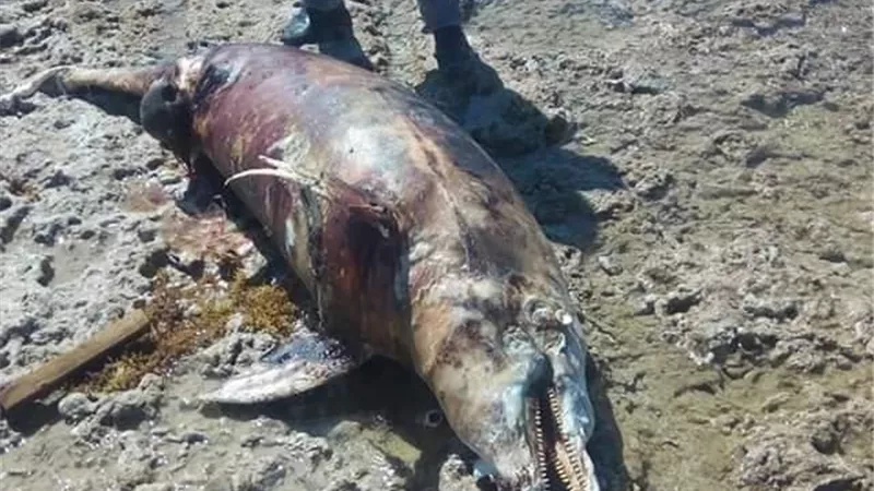 العثور على دولفين نافق بشاطىء الجبيل بطور سيناء