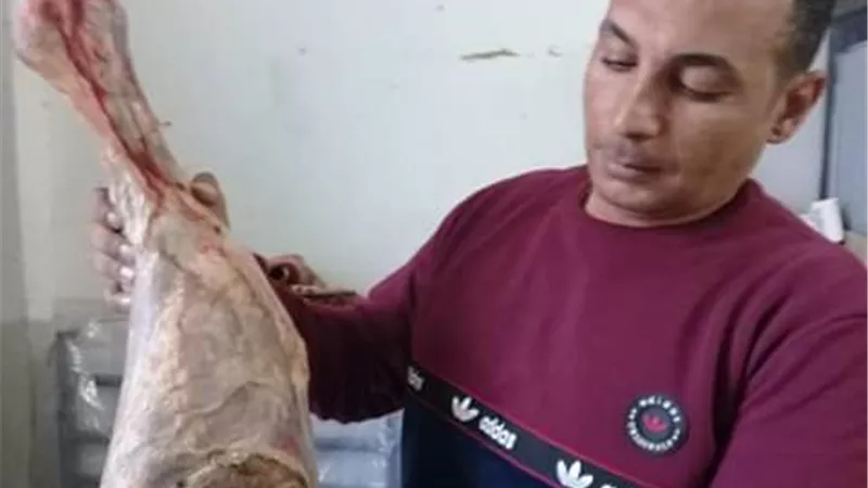 ضبط لحوم بتلو محظورة الذبح في الإسماعيلية