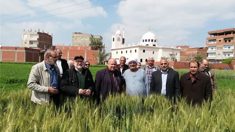 بالصور .. الزراعة تطمئن على الحالة المرضية لمحصول القمح بمحافظة الشرقية