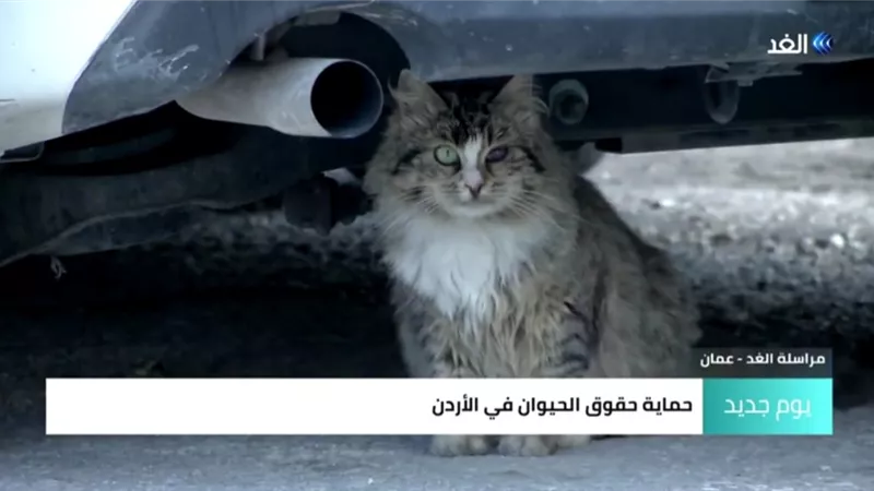 بالفيديو.. الأميرة عالية تعلن مشروع قانون أردني لحماية حقوق الحيوانات