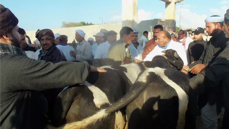 نائب وزير الزراعة : نجاح حملة الحمى القلاعية بنسبة 89%