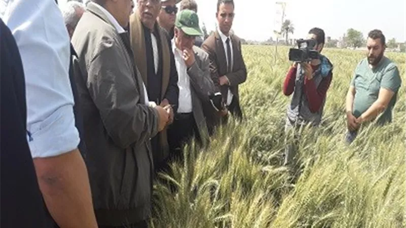 وزير الزراعة: انتاج مصر من القمح سيتخطي حاجز الـ٩ملايين طن