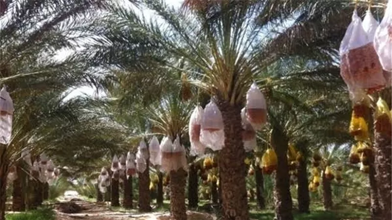 المزروعي: 4 سنوات وتصبح مصر الأولى عالميًا في تصنيع التمور