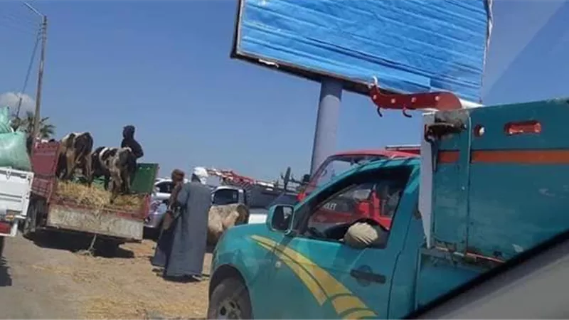 سوق المواشى يهدد حياة المواطنين بطريق بلقاس .جمصة