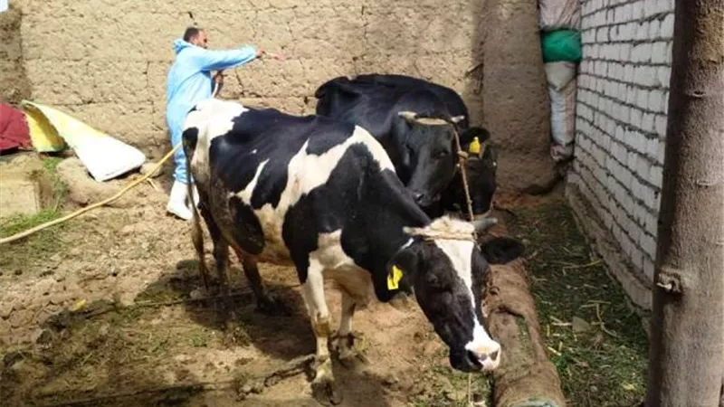 بيطرى الإسماعيلية جاهزة لحملة التطعيم ضد الجلد العقدى بالصور