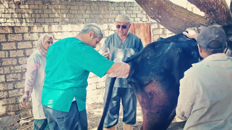 الزراعة تنظم قوافل بيطرية مجانية في محافظة الأقصر