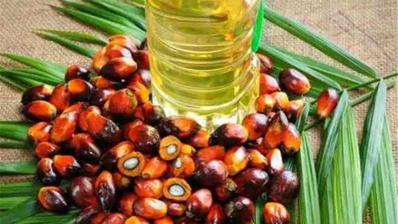 زراعة نخيل الزيوت الماليزية فى مصر يوفر 4 مليار دولار سنوياً