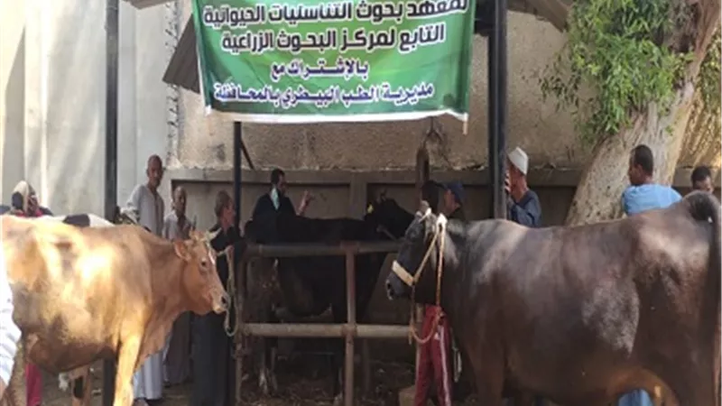 معهد التناسليات الحيوانية ينظم قافلة بيطرية مجانية في قرى محافظة بنى سويف