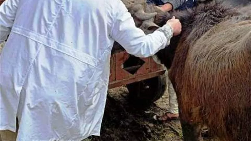 بيطري الشرقية يُحصن 170 ألف رأس ماشية للوقاية من مرض الحمى القلاعية
