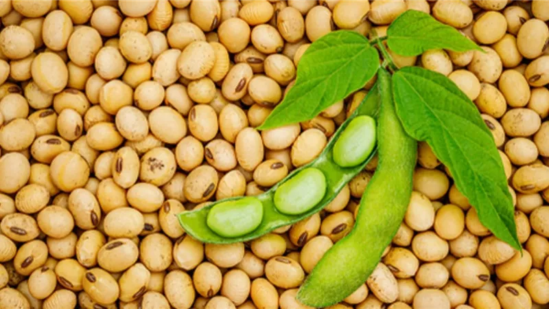 فول الصويا مع مرضى السكر
