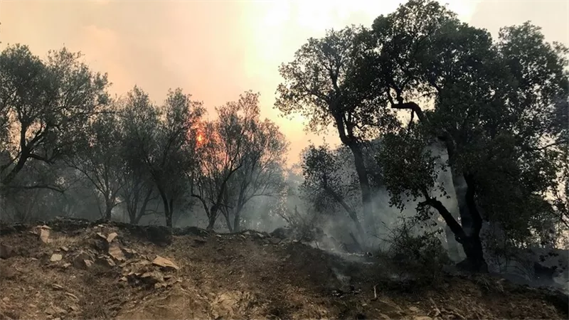 تونس تسجل 155 حريقا خلال 36 ساعة