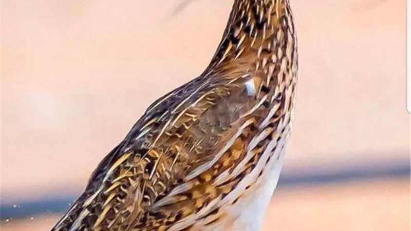 سعر السمان اليوم الاربعاء 11 أغسطس 2021