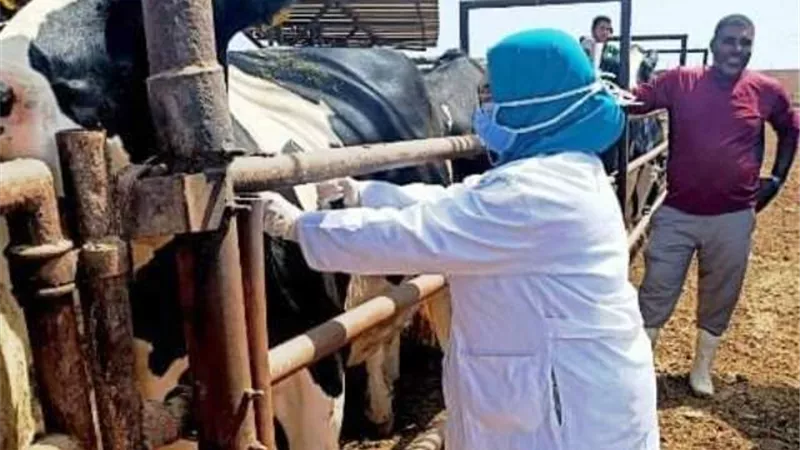 بيطرى الشرقية تفحص وتختبر 1585 رأس ماشية ضد البروسيلا والدرن.. بالصور