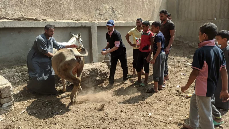 الزراعة : فحص وعلاج وتلقيح أكثر من 4800 حيوان مجانا لصغار المزارعين ببنى سويف