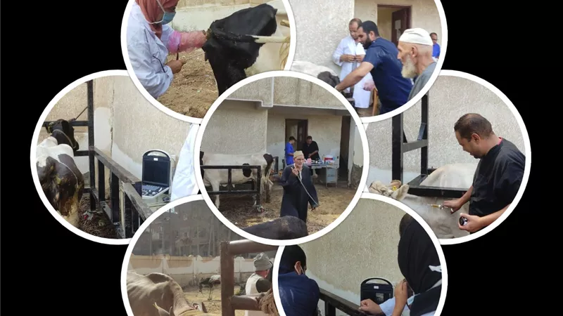 انطلاق قافلة معهد التناسليات الحيوانية بالبحيرة لعلاج مواشي صغار المزارعين مجانا