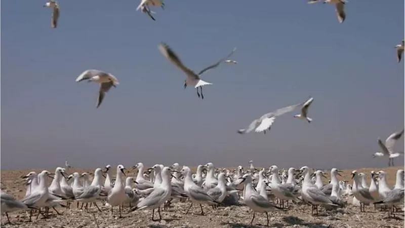 البيئة تعلن بدء موسم رصد وتسجيل الطيور المهاجرة من اوروبا خلال موسم الخريف