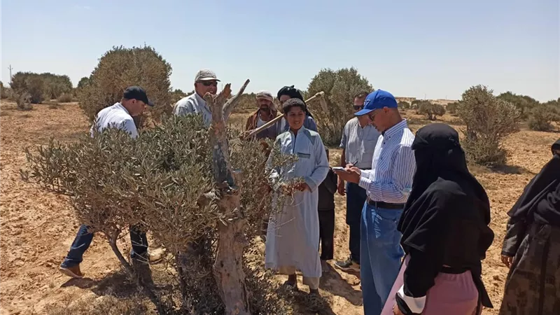 جامعة مطروح تنظم قافلتين بيطرية وزراعية لقريتي السلام وكشوك عميره بمطروح