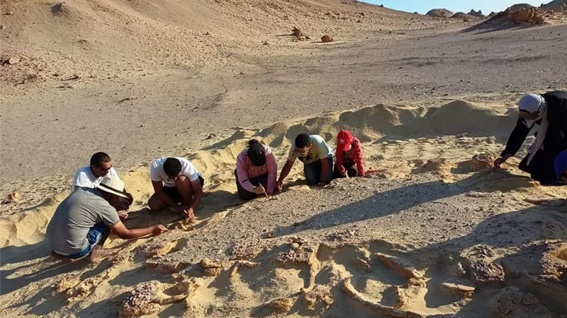البيئة تنظم تدريب لإعداد كوادر شابة لاكتشاف وصيانة الحفريات للعام الثالث