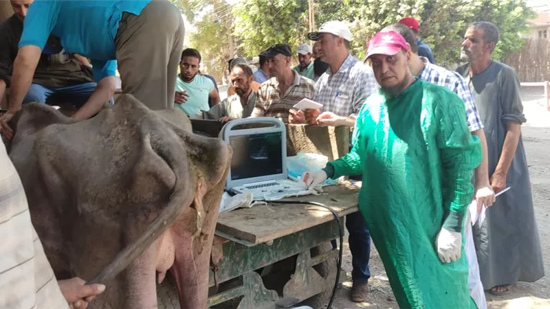 التناسليات الحيوانية ينظم قافلة بيطرية مجانية لعلاج وفحص مواشي صغار المربين بالمنوفية