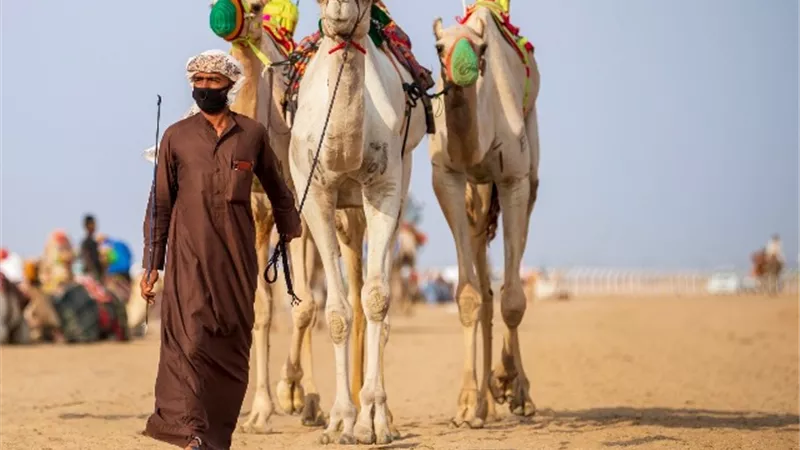 80 مليوناً.. قيمة 600 صفقة في مهرجان ولي العهد