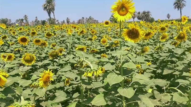 بسعر ٨٥٠٠ جنيه للطن .. التعاقد مع مزارعى الوادى للتوسع في إنتاج عباد الشمس الزيتي