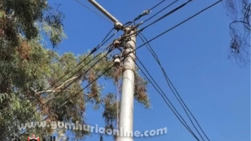 ازاله كابل كهرباء غير قانوني يمثل خطورة وسط الزراعات