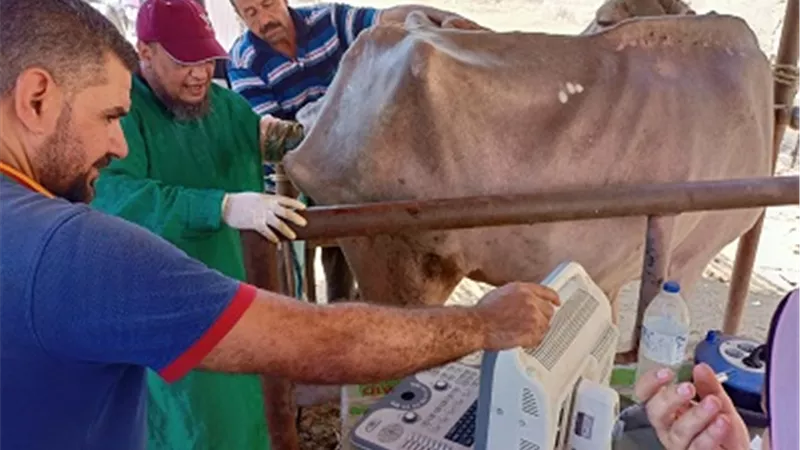 الزراعة علاج وفحص 5900 رأس ماشية مجانا لصغار المزارعين بمحافظة المنوفية في إطار مبادرة حياة كريمة