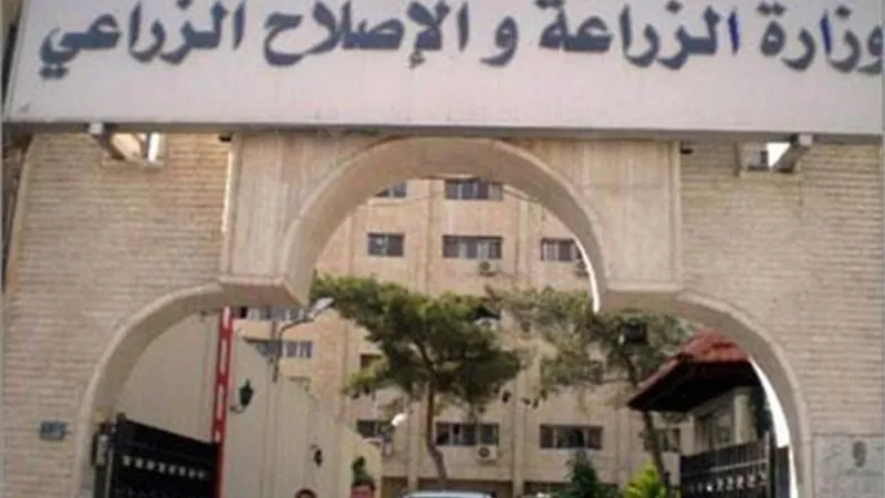 الزراعة ..توصيات لمزارعي محصول بنجر السكر يجب مراعاتها خلال شهر سبتمبر