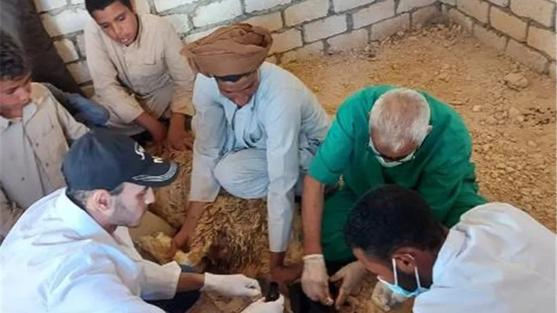 فحص ١٤٢ حالة في قافلة بيطرية لجامعة مطروح وصرف الادوية مجانا