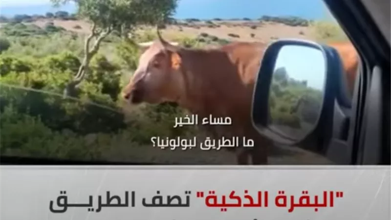 بالفيديو.. 