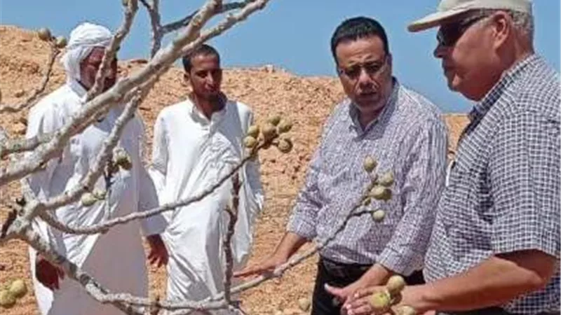 ندوات حقلية زراعية لمزارعي التين والزيتون بمطروح