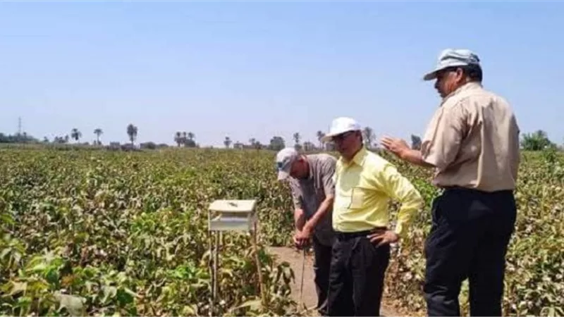 إنطلاق موسم جني القطن فى الزراعات المبكرة بالشرقية