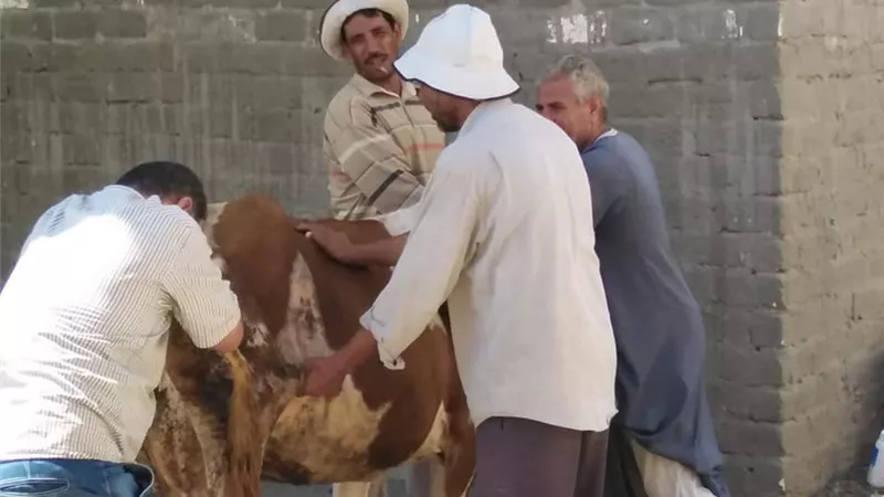 مستقبل وطن الإسماعيلية يطلق قافلة بيطرية في القنطرة غرب ..صور