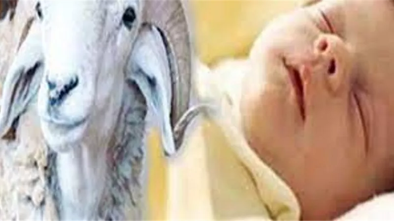 هل يجوز الجمع بين عقيقة الولد والبنت ؟...الافتاء تجيب