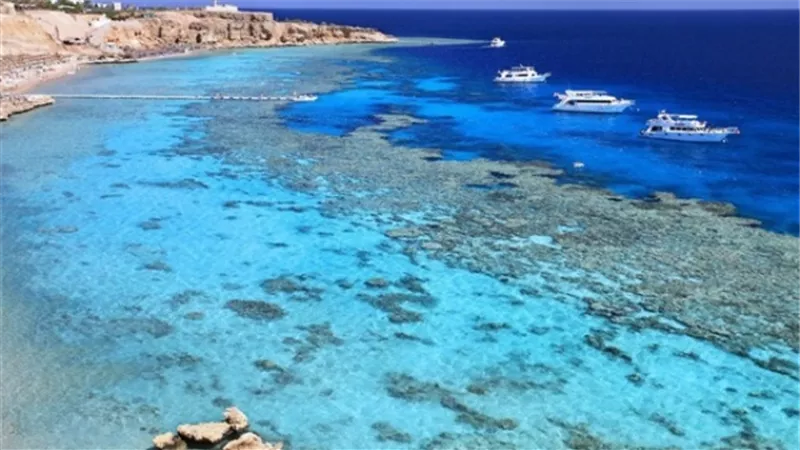 تعليق مهم من البيئة بشأن ظهور سمكة قرش باحد شواطئ سيدى عبد الرحمن