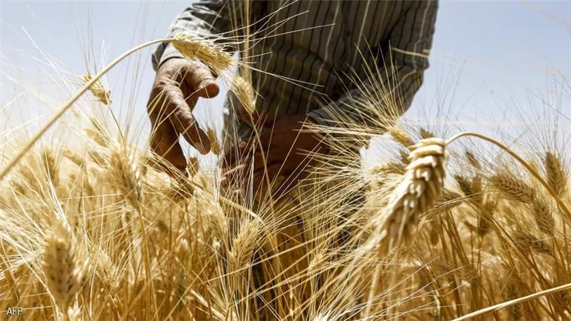 الأسوأ منذ عقود.. أزمة خبز كبرى في سوريا مع نهاية الموسم الزراعي