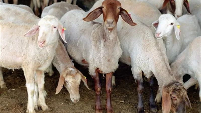 تحصين المتجرات الصغيرة ضد مرض الطاعون بالأقصر السبت المقبل