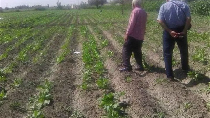 توسعات زراعة بنجر السكر في الإسماعيلية محصول إستصلاحي مُربح للفلاح ..صور