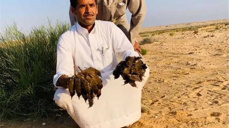اقبال علي صيد الطيور المهاجرة بطول الساحل الشمالي الغربي